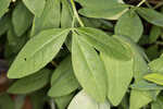 Apalachicola wild indigo